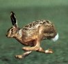Lepre_seguita_da_cani_segugi_da_caccia_in_prova_cinofila_di_Rovini_Alfiero.jpg