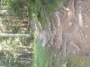 SDC12971.jpg