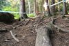 dh-roots12.jpg