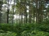 Parco-Pineta-1.jpg