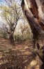 Parco-Pineta-2.jpg