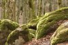 _MG_8488.jpg