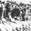 phoca_thumb_m_mattanzadidelfini01.jpg