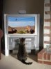 Teos cat.jpg