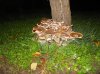 Rustida 003.jpg