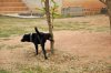 Labrador-che-fa-pipì.jpg