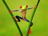 383816__funny-frog_p.jpg