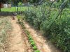 2012 07 orto 005.jpg