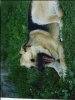 cane jeko.jpg