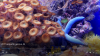 acquario 4k locale.png