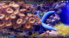 acquario 4k.png