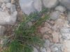 IMG_20180624_132548.jpg