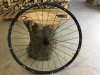 Ruota anteriore Bontrager Rl