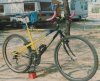 Bianchi Thomisus 1.jpg