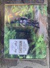 IMG_2263.jpeg