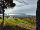 20251220_102747_Nebbia vista Brufa.jpg