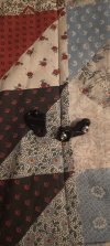 set unico pezzi hope v4
