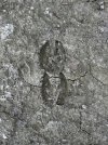 IMG_1574.jpeg