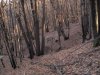 IMG_0090a.jpg