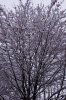 neve 002.jpg