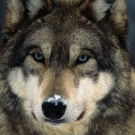 29wolf.19.66.
