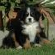 pippino