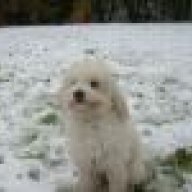 Spinone