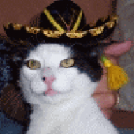 Picchio