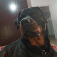 Antoxx