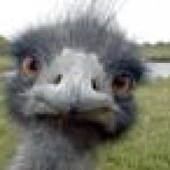 crazy ostrich