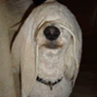 brinca