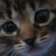 Gattomatto