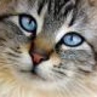 gatto moderno