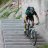 Gavia275