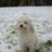 Spinone