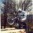 bicitrial