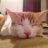 lapo_elgat