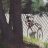 Andrea_corno
