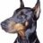 Dobermann99