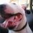 72bullterrier