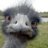 crazy ostrich