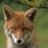 Fox67
