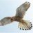 kestrel