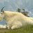 mountaingoat