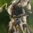 blazemtb