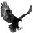 blackeagle