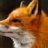 foxy