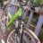 filippo69