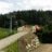 alfagard