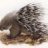porcupine